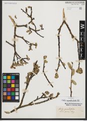 Foto von Salix appendiculata Vill.